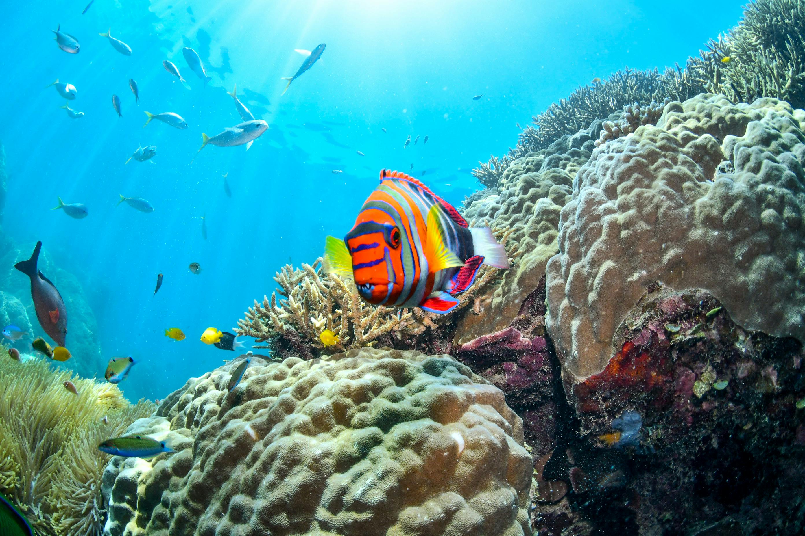 Reefs & Marine Parks